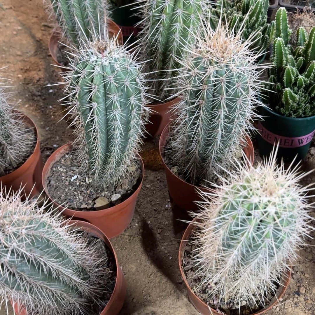 武伦柱 随机一棵。