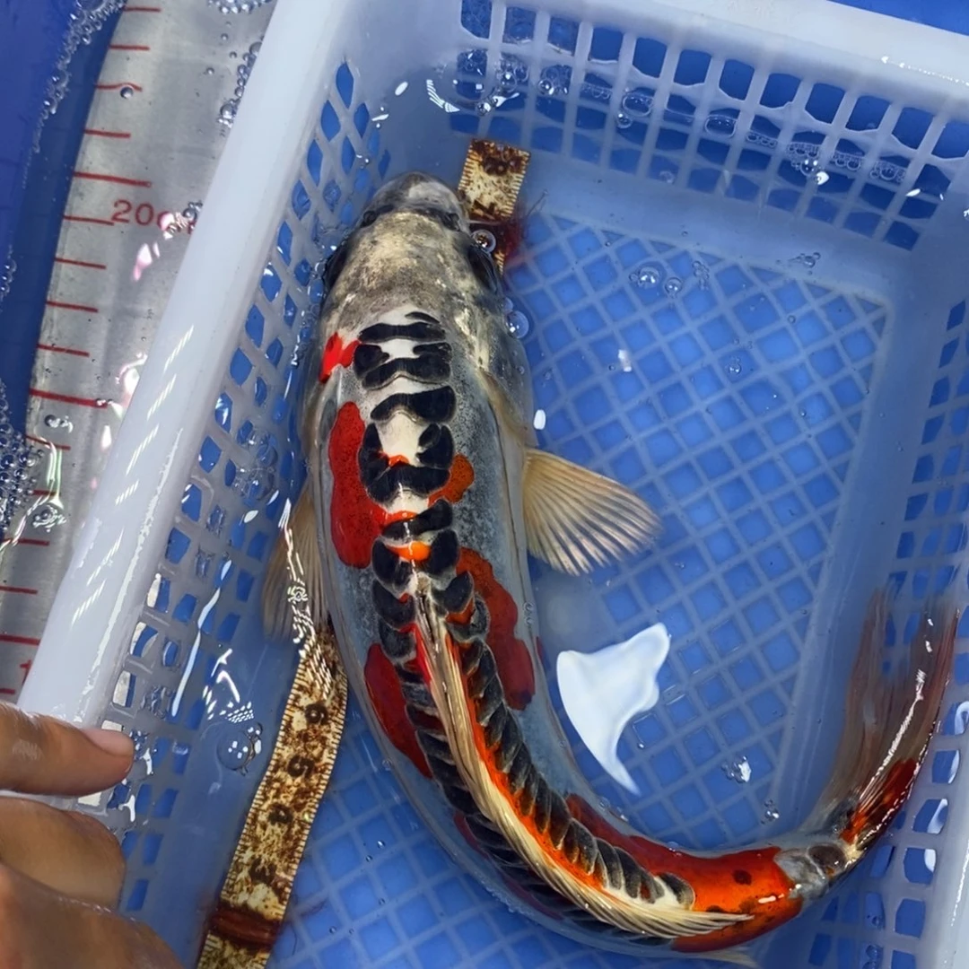 锦鲤冷水锦鲤包邮