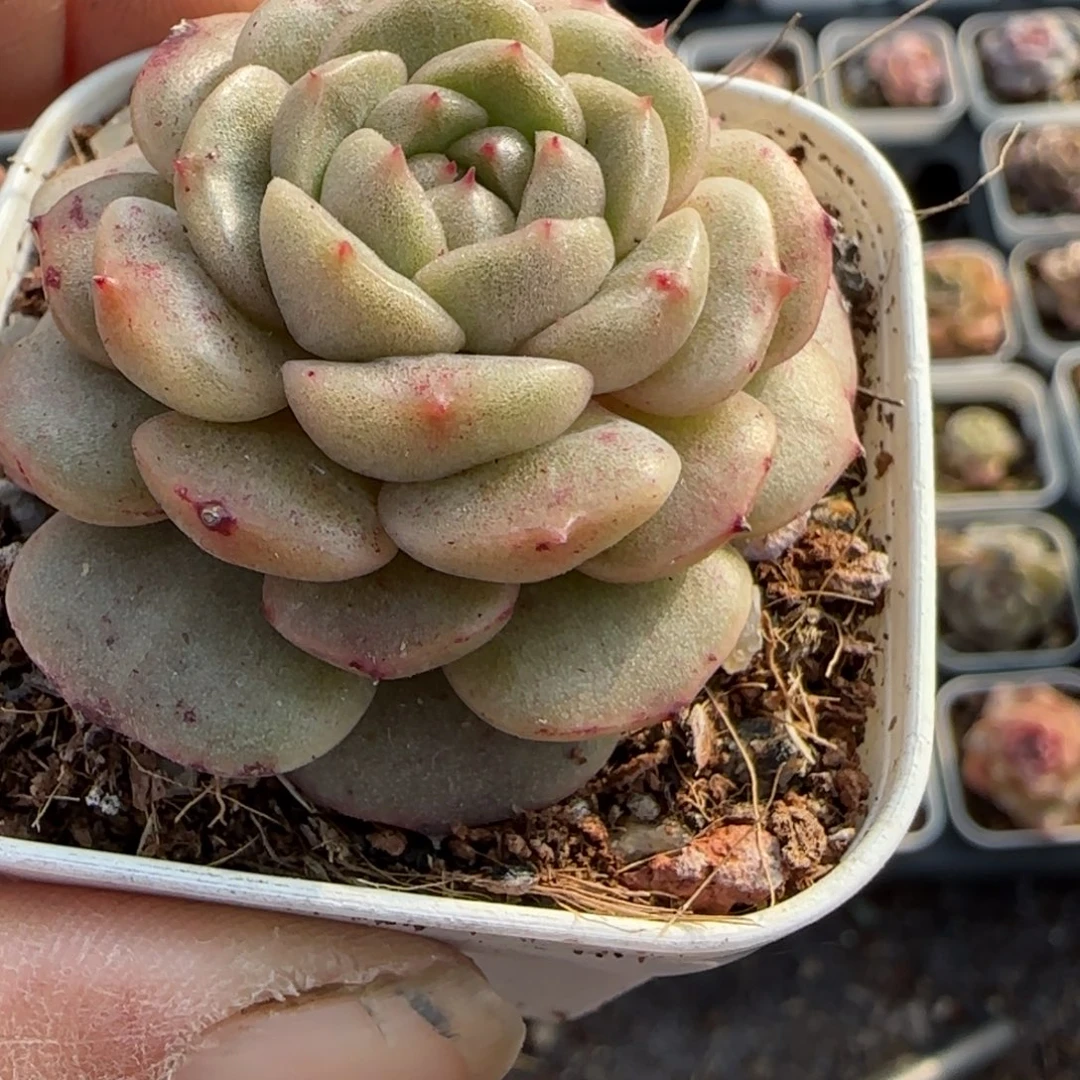 多肉小卡拉米糖心一物一拍