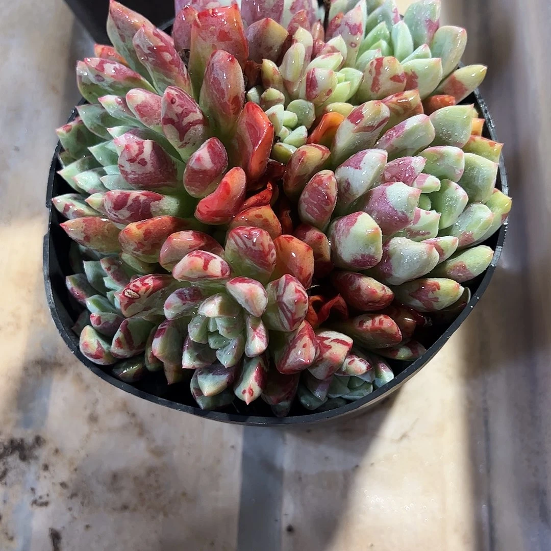 血燕大群多肉植物