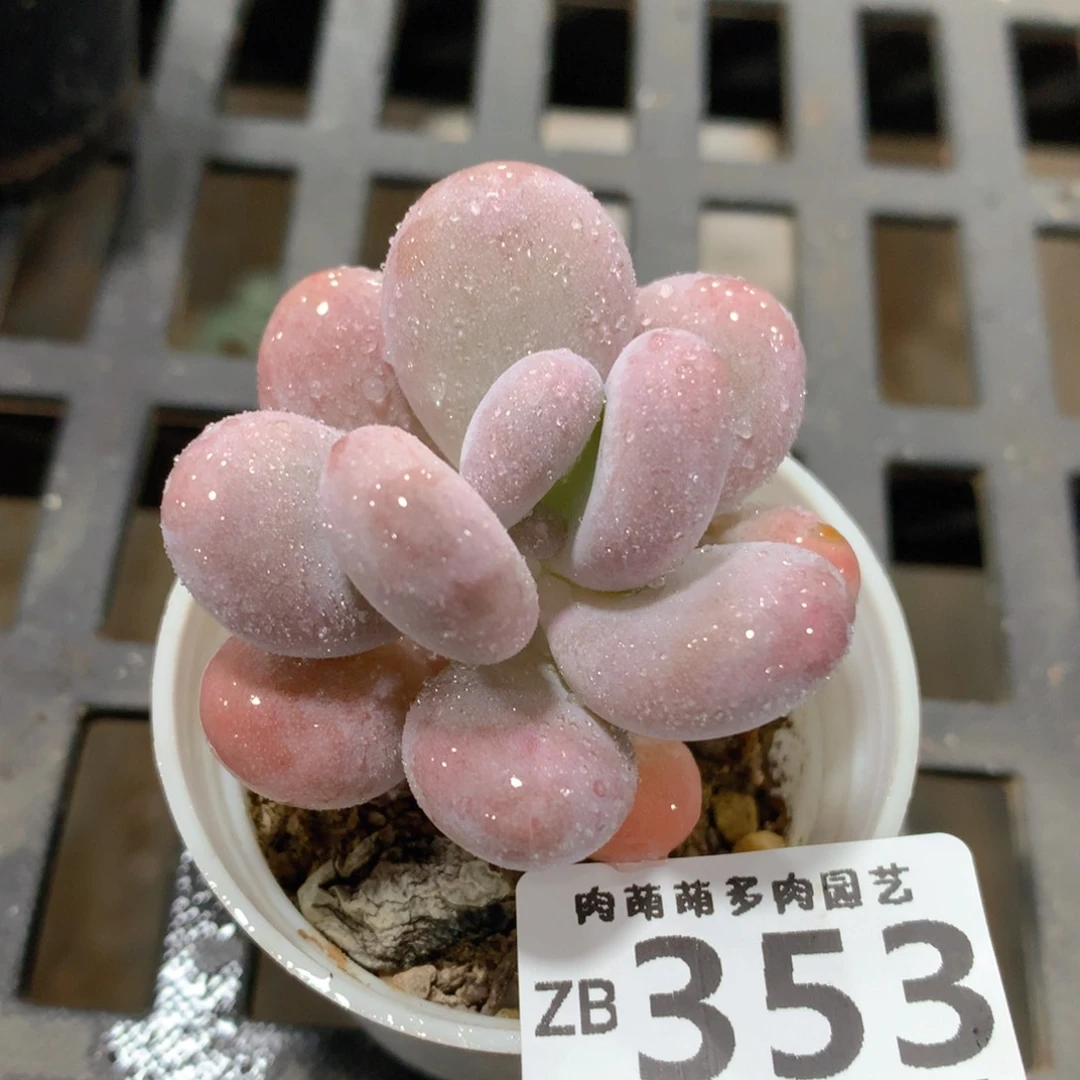 肉萌萌拇指盆精控多肉ZB353