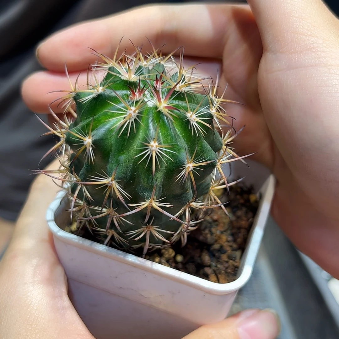 实生徒长的虎爪玉 1颗
