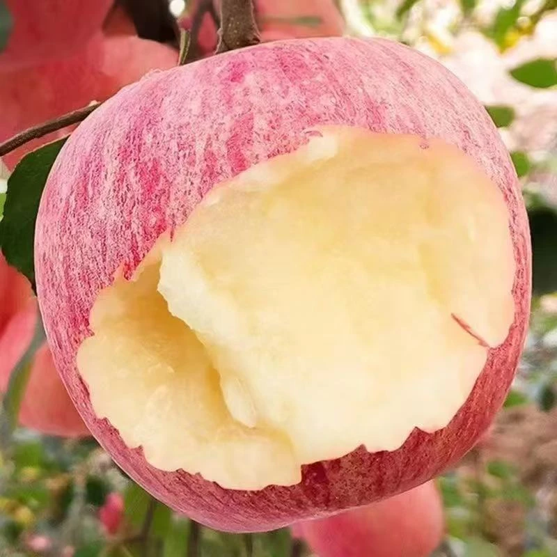 三只松鼠山东烟台红富士--疤痕苹果正宗新鲜冰糖心脆甜yy-单