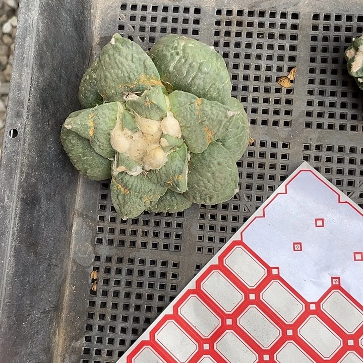 花牡丹杂怒涛石牡丹