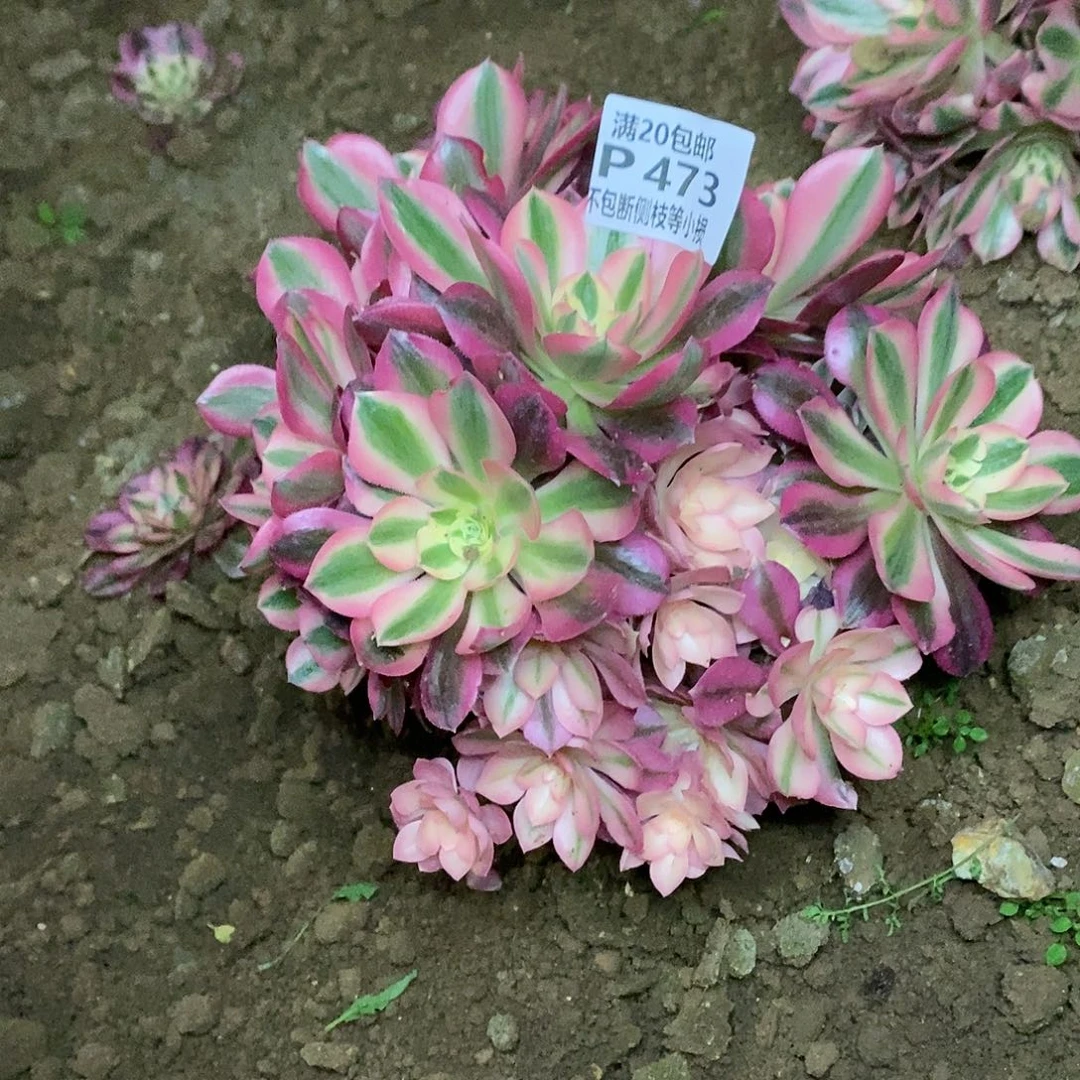 473女巫多肉法师锦