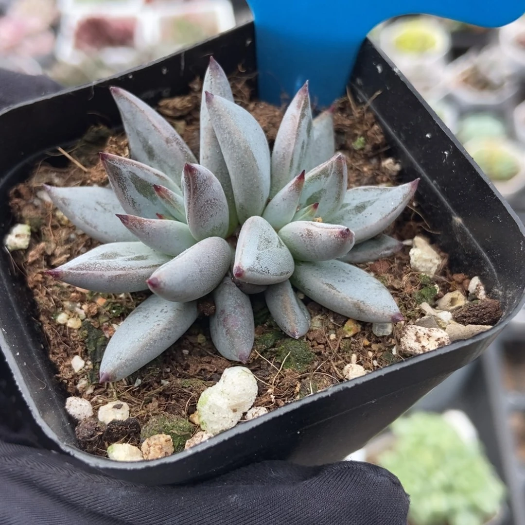 951魔爪多肉植物多肉