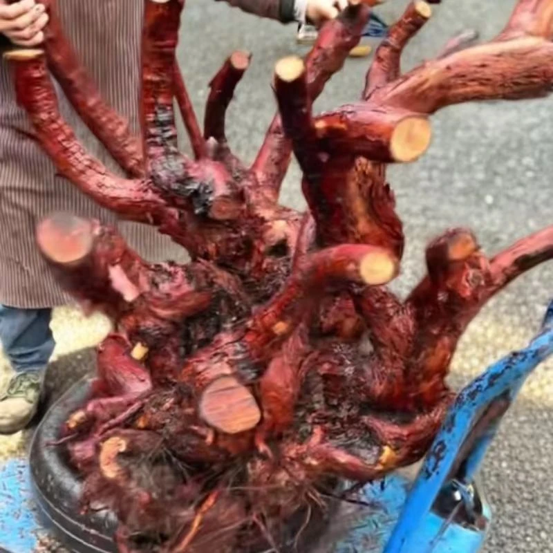 盆景嫁接老桩刺梨月季蔷薇