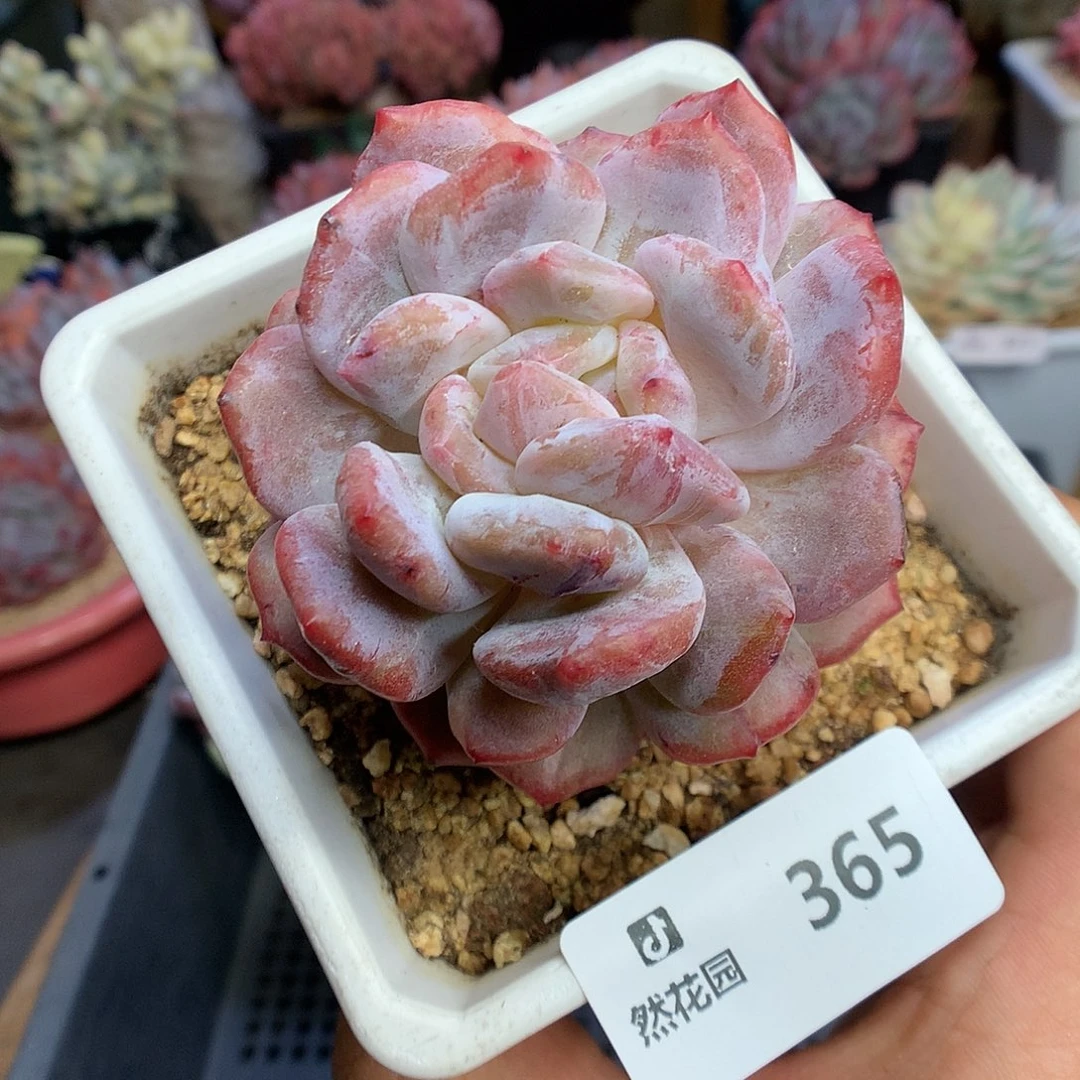 365梦露石化多肉植物666