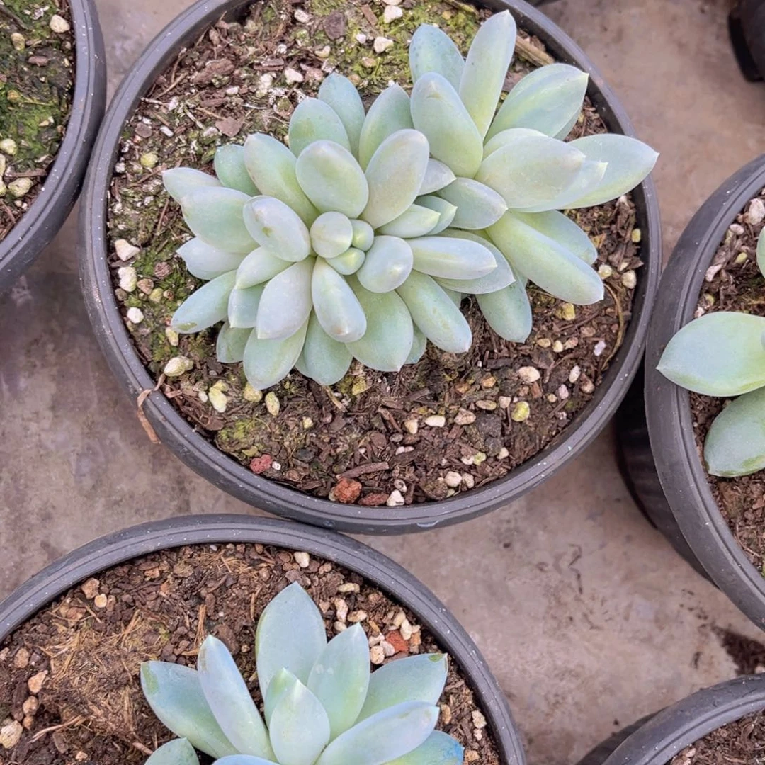 哥特朵朵缀5头官服12左右