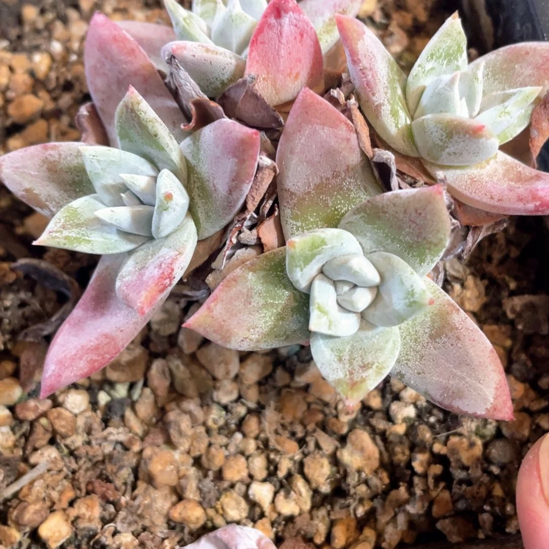 野生苹果叶群生福利