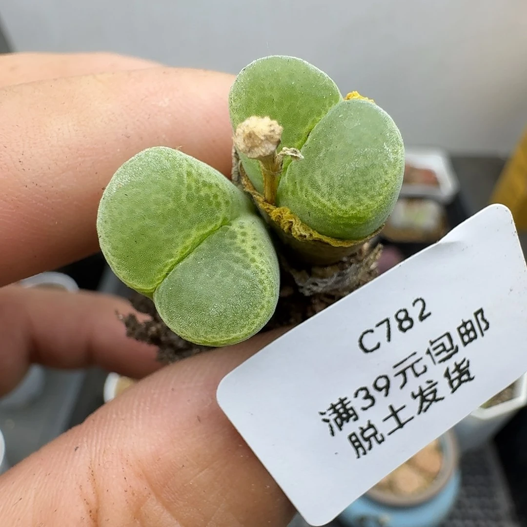 木***杨782哈哈哈哈哈哈哈