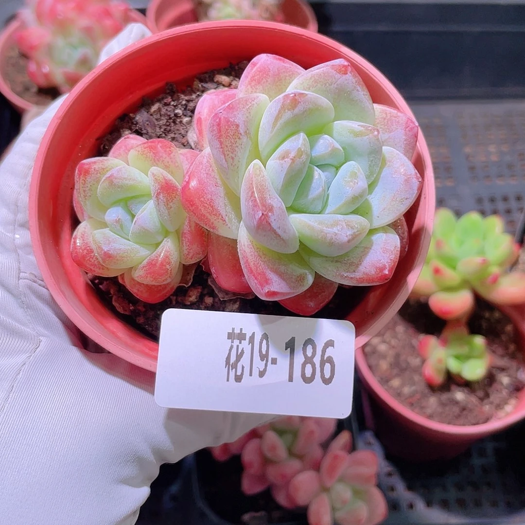 花利美19-186冰玉