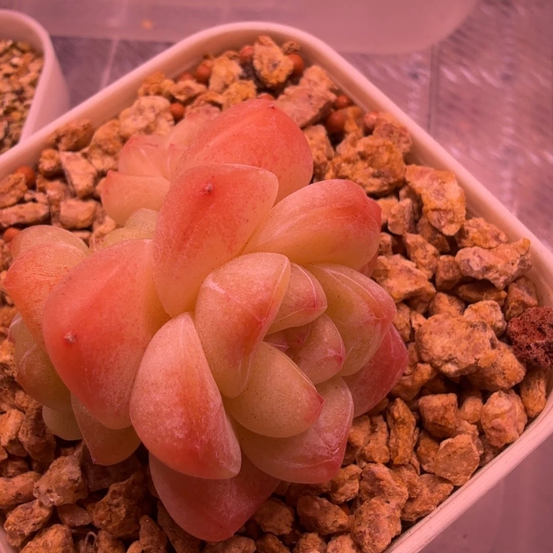 群生冰玉一物一拍