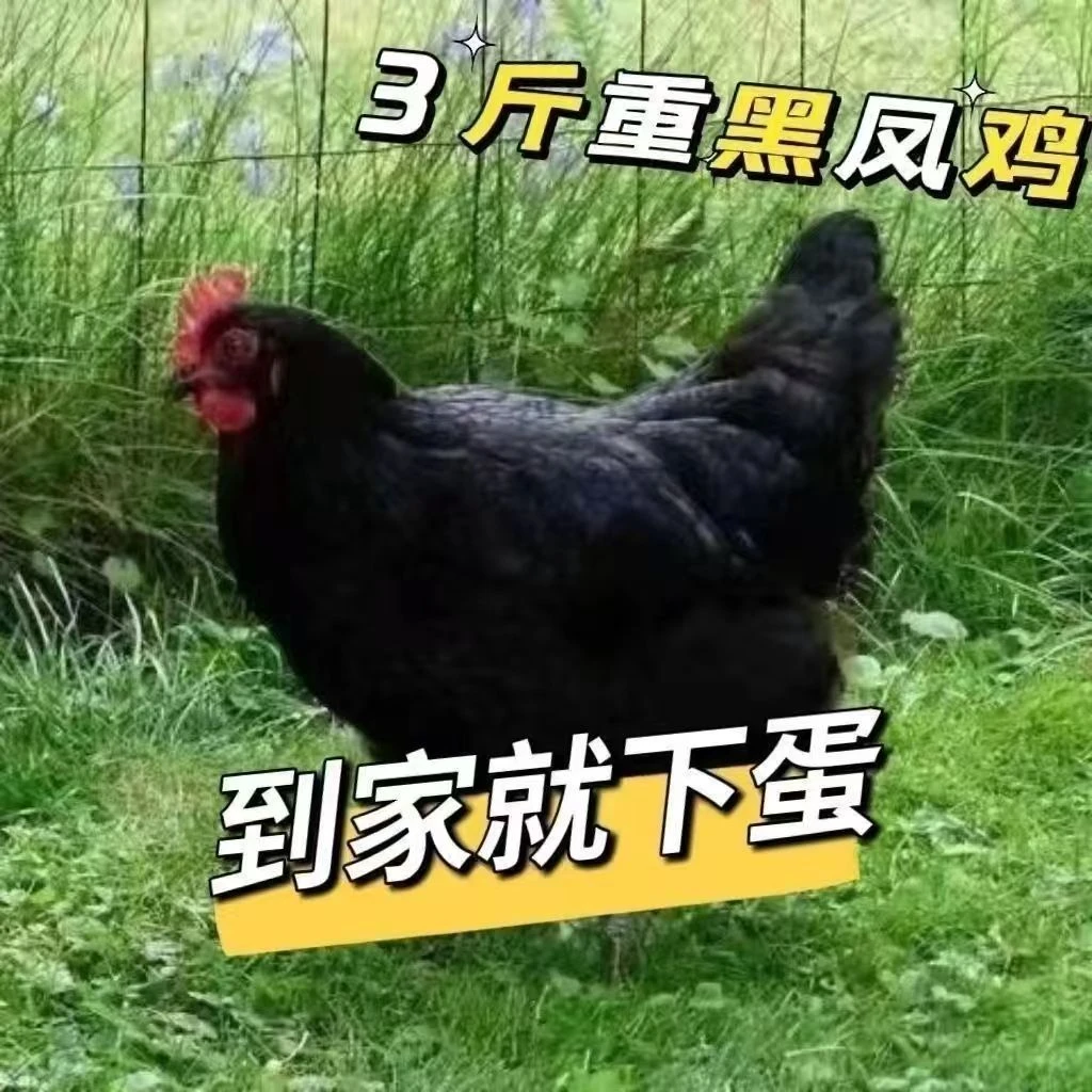（宠物鸡）苏禽苗散养黑土鸡谷物喂养顺丰活禽包邮送到家