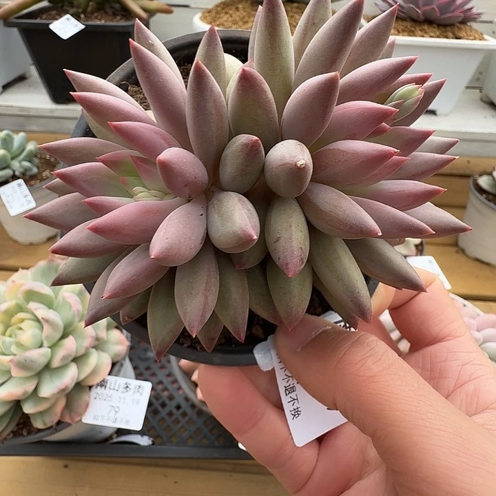 双头虞美人11119-77