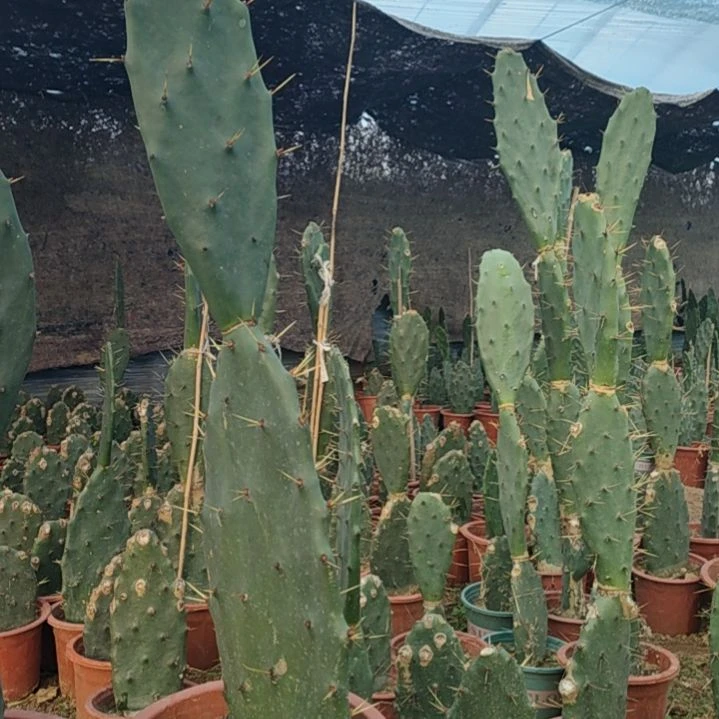 爽***歪完全开放黄大刺仙人掌两节一颗