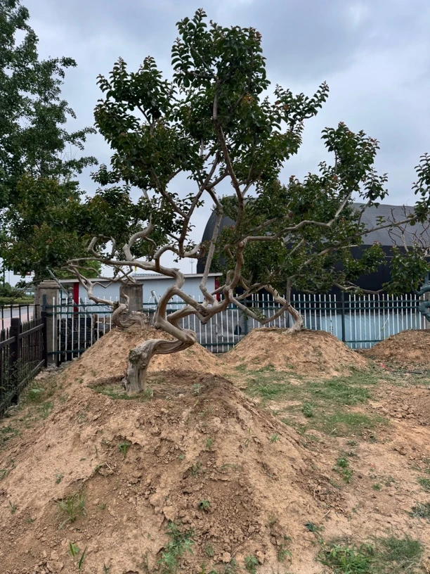 宫粉小叶玫红紫花紫薇各种造型大小规格耐寒耐高温好养