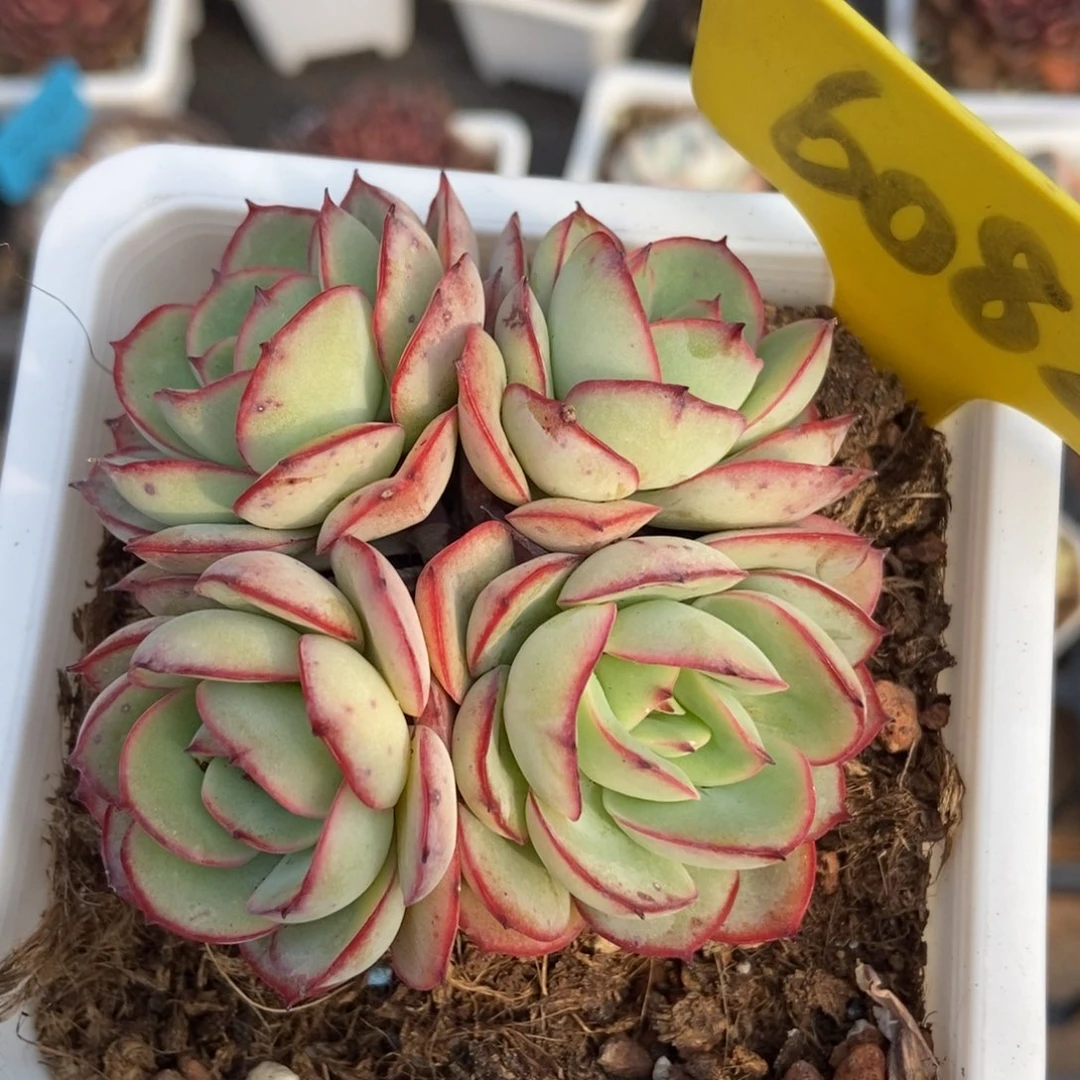 6082牡丹亭多肉植物