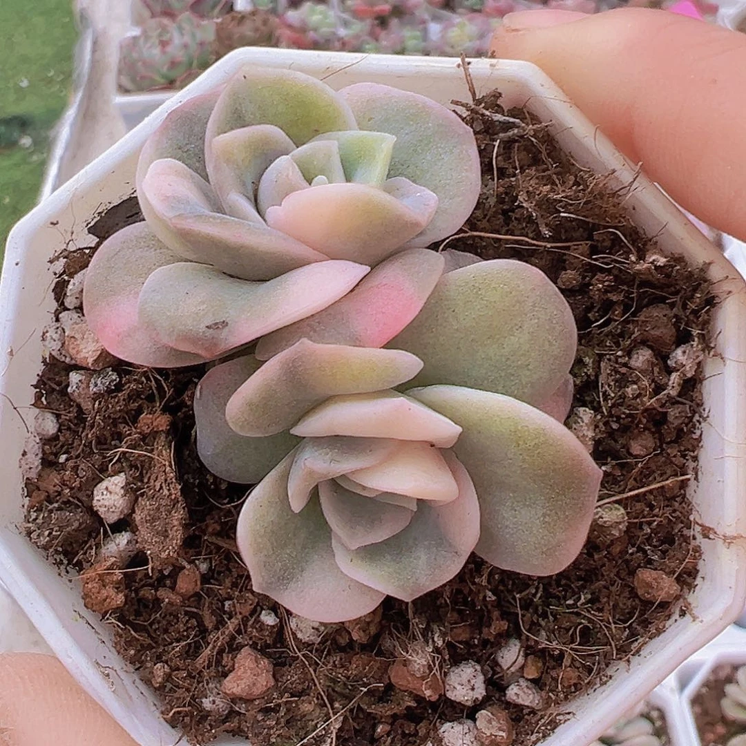 可爱玫瑰锦双头19包邮