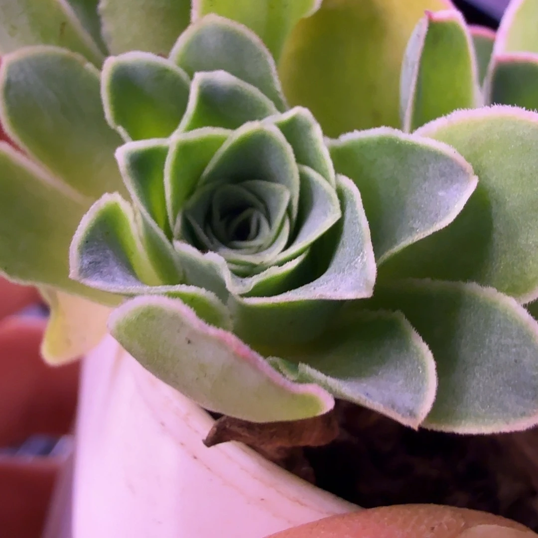 山地玫瑰。 117侧芽一个