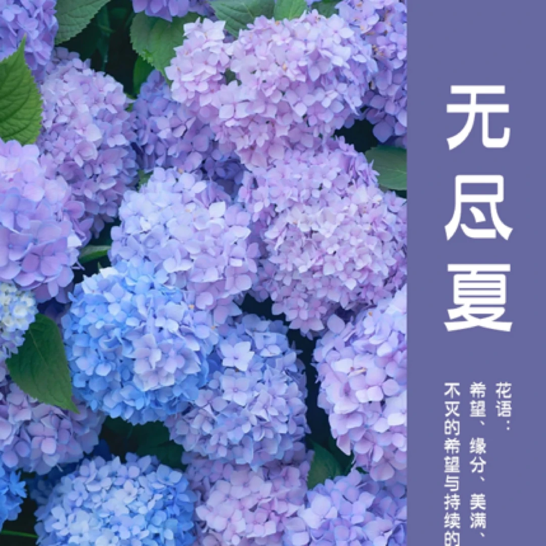 无尽夏绣球花魔幻系列