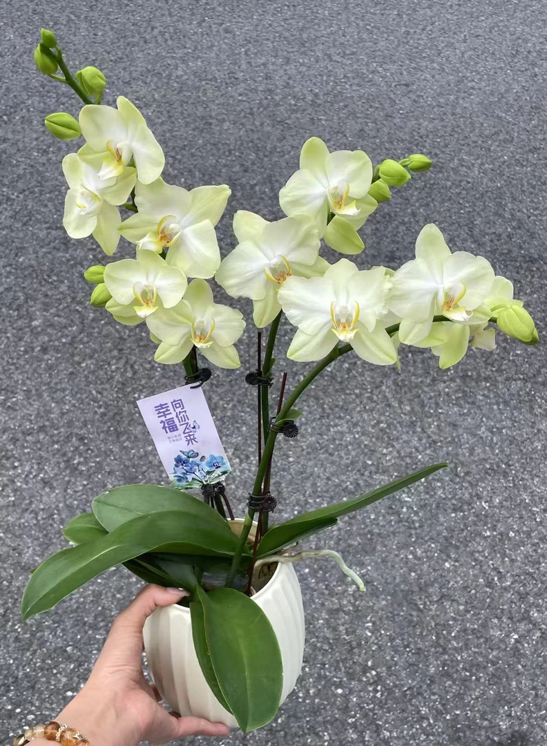 鲜花【克洛丽斯】绿色系蝴蝶兰室内花卉观赏送礼带花发货