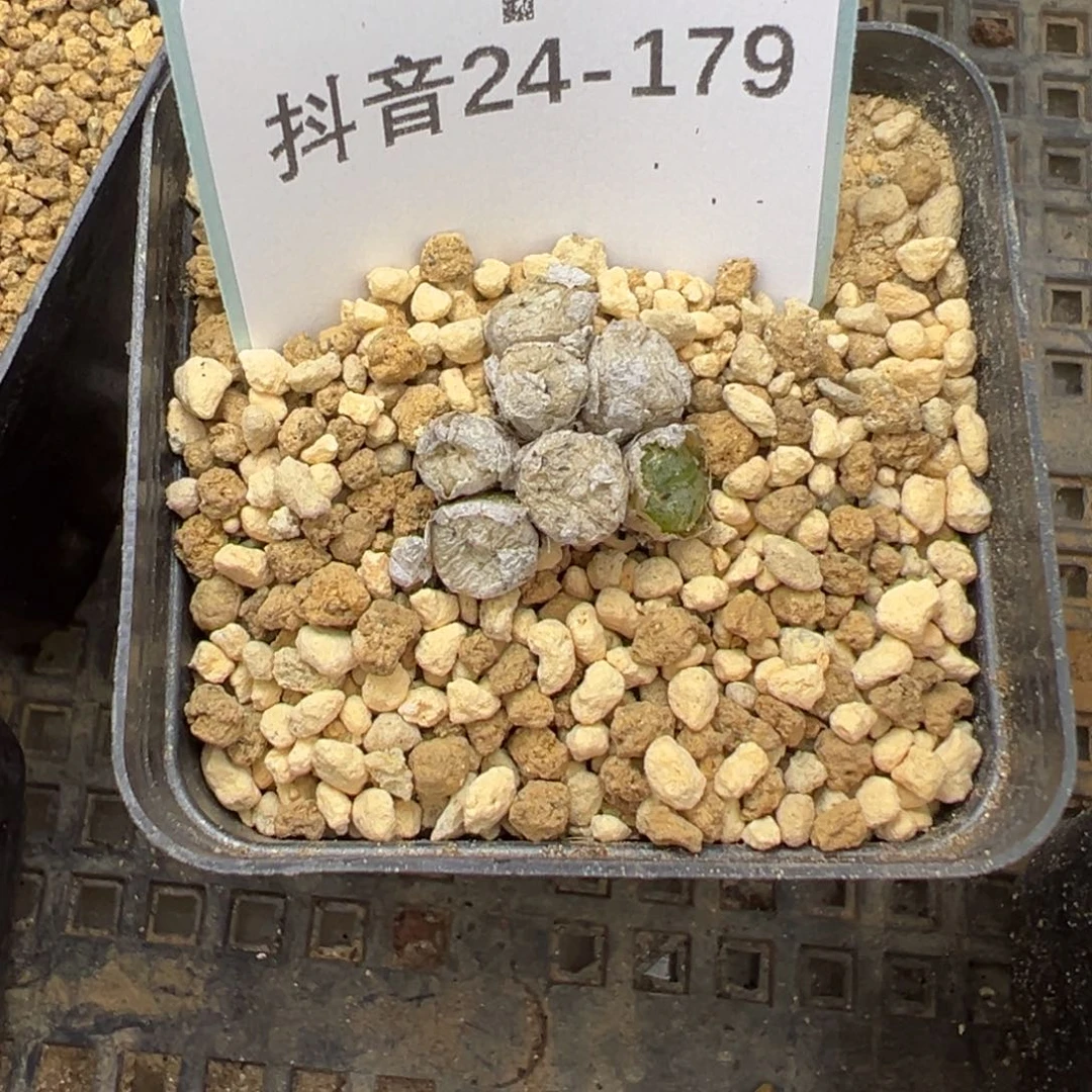 24-179肉锥多肉植物