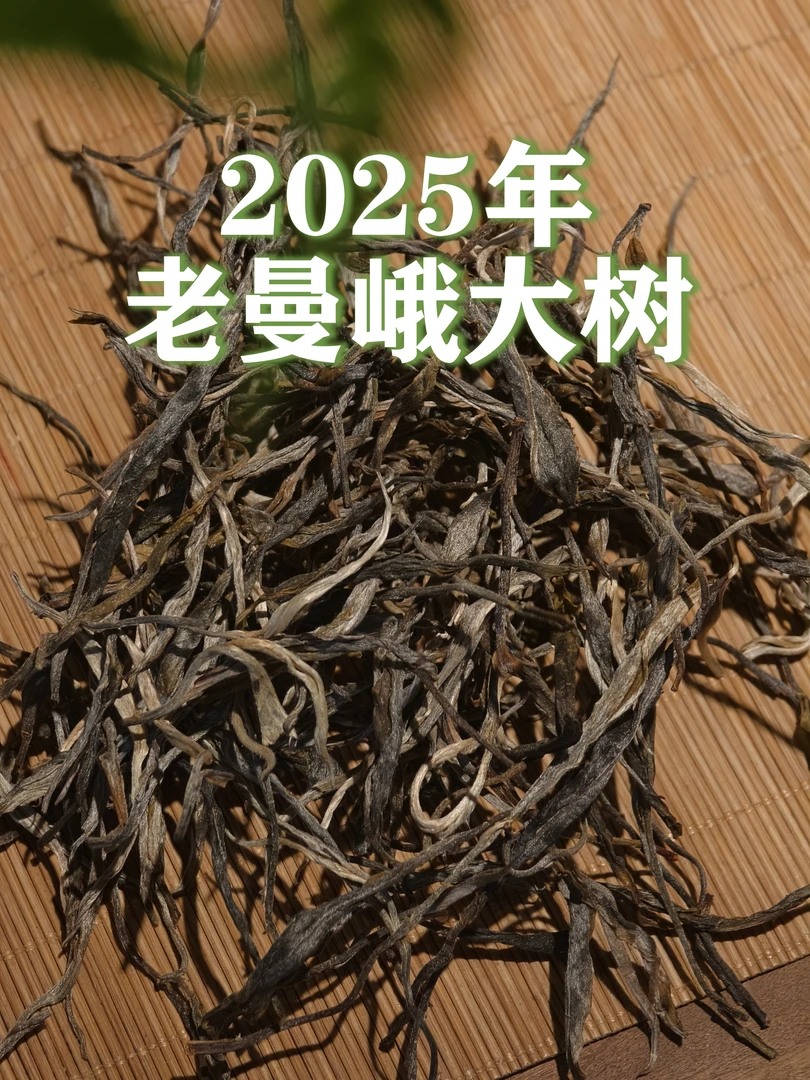 2025年   老曼峨大树