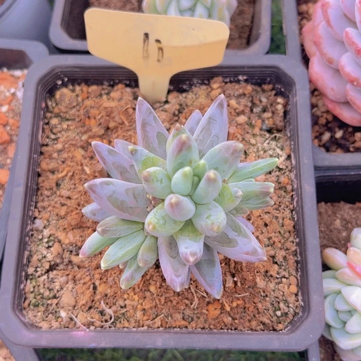 健健康康平平安安