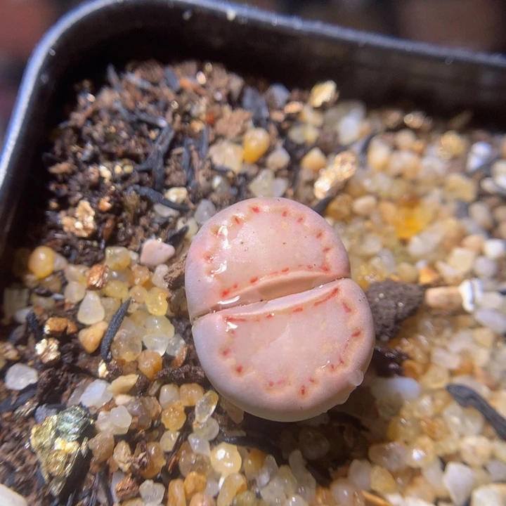 浅****?精品生生花29.81