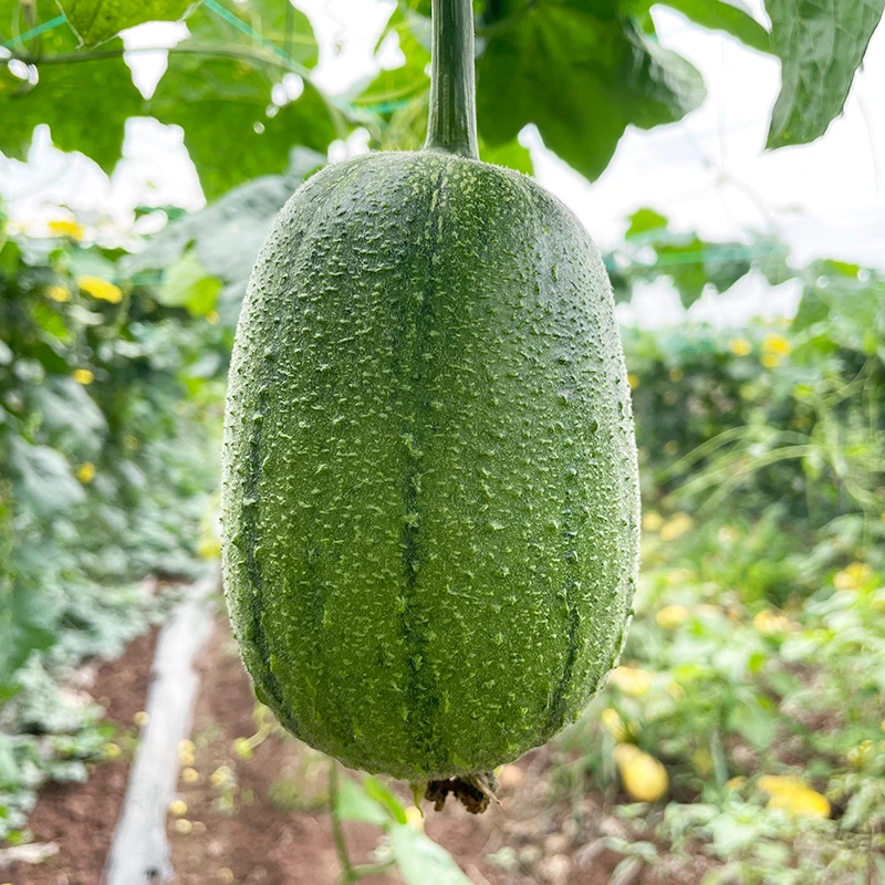 【烦大叔农场】苹果丝瓜现摘现发可生吃胖丝瓜肉嫩爽滑3斤/5斤