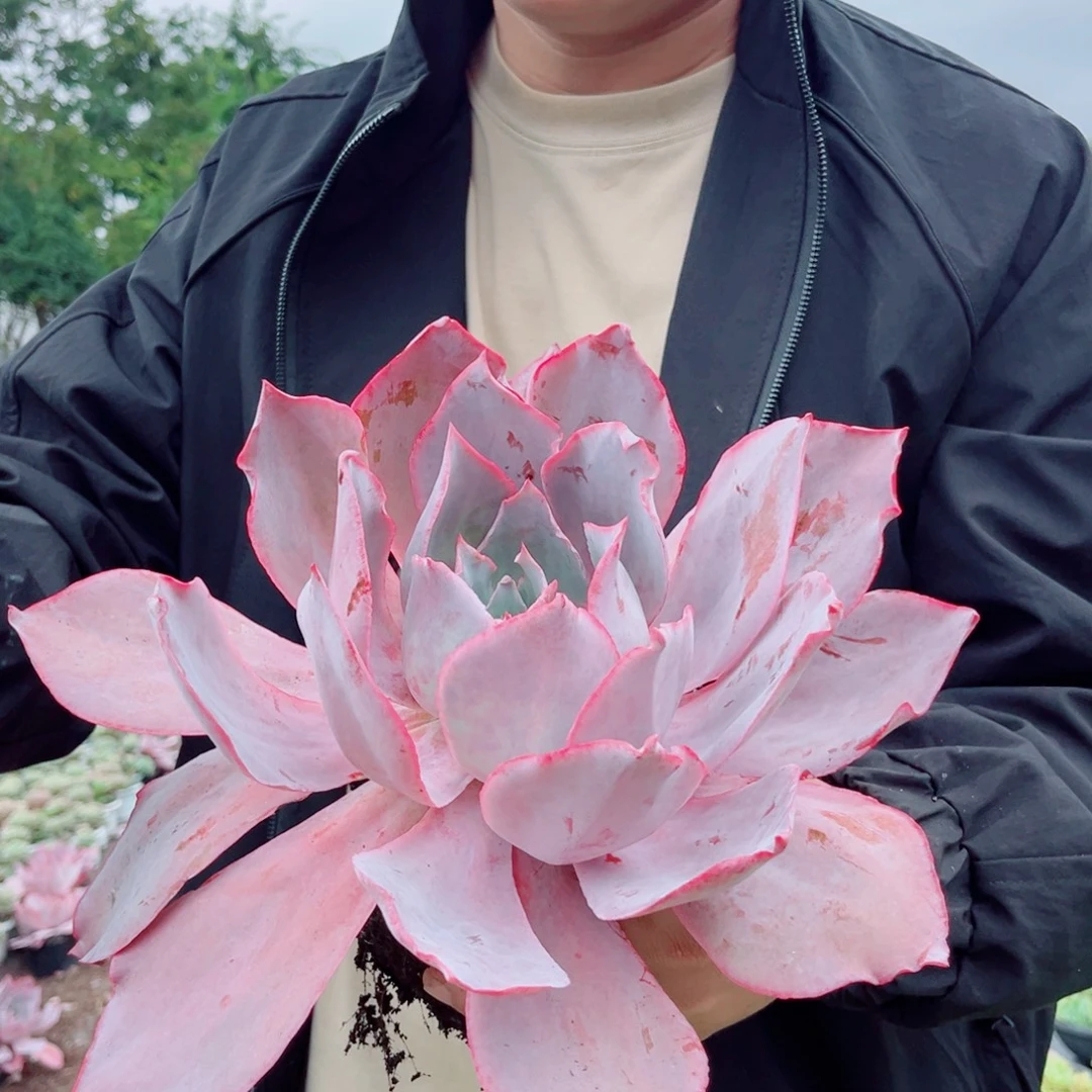 晚霞精品多肉植物一颗