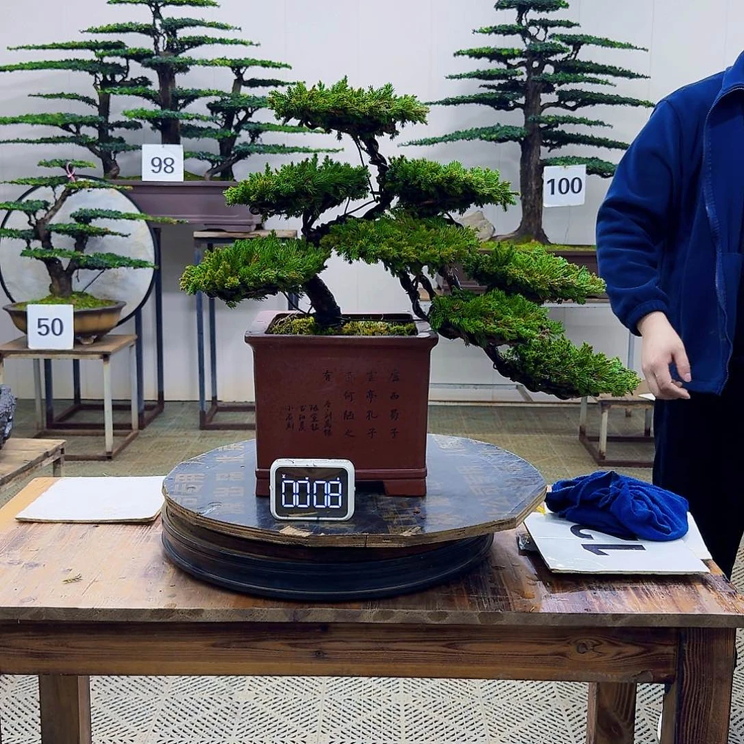 无花朵柏树造型盆景