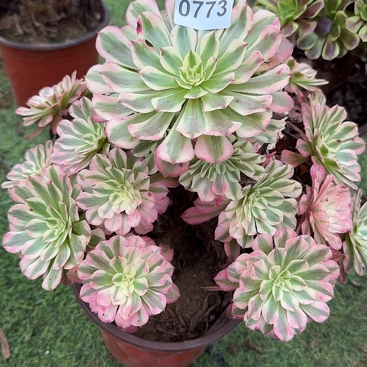 0773红铜超白多肉植物