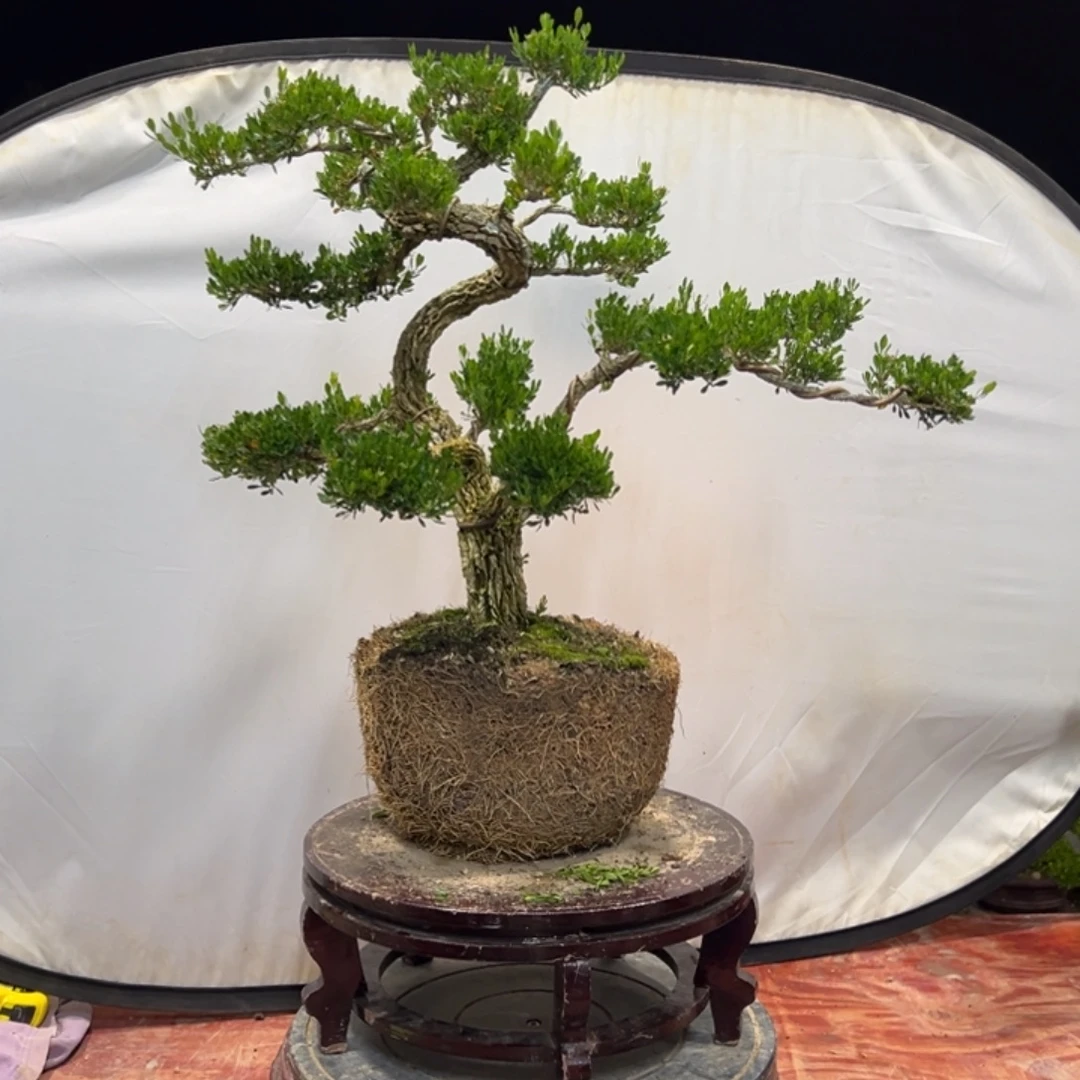 无花朵广东皱皮雀舌黄杨