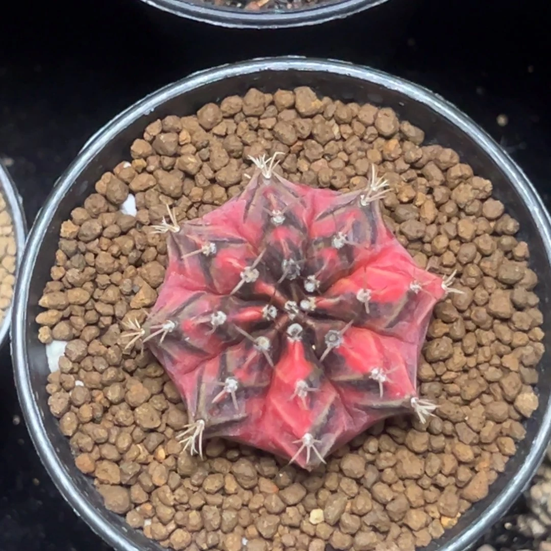 加法侧芽带盆土发货