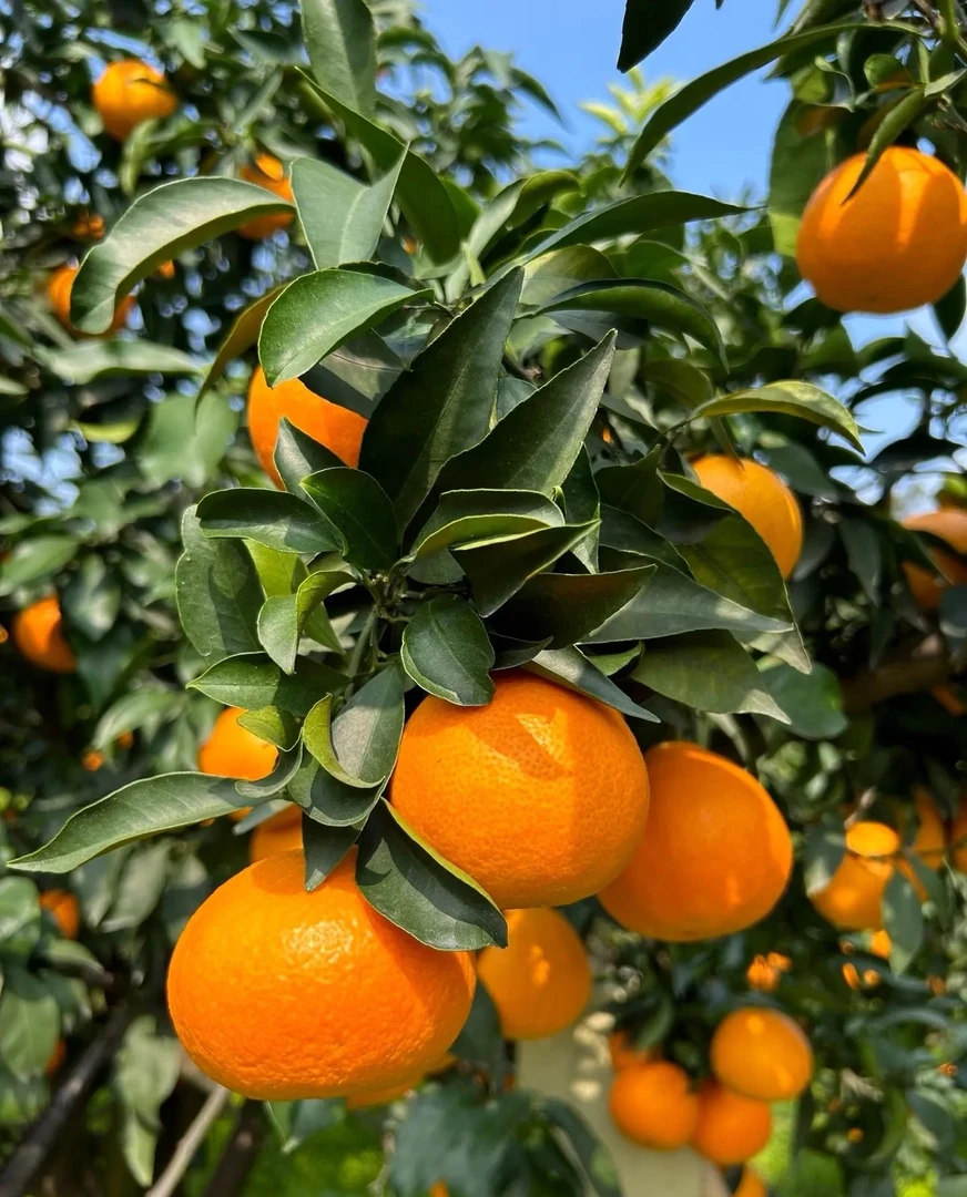 正宗四川爱媛38果冻橙新鲜现摘皮薄多汁孕妇水果