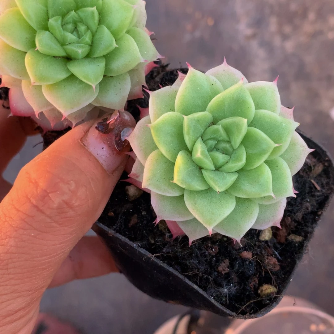 女王优优 （满9.99包邮不满9.99发叶子）