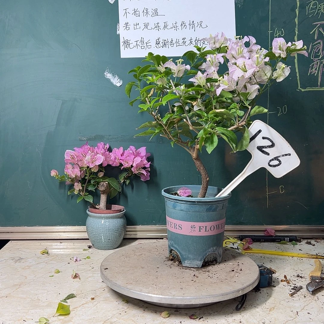 完全开放绿叶丽娜126