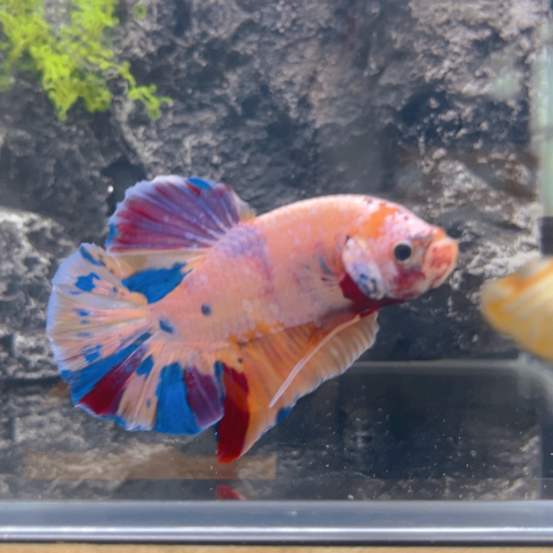 海水泰国斗鱼观赏鱼巨斗将军