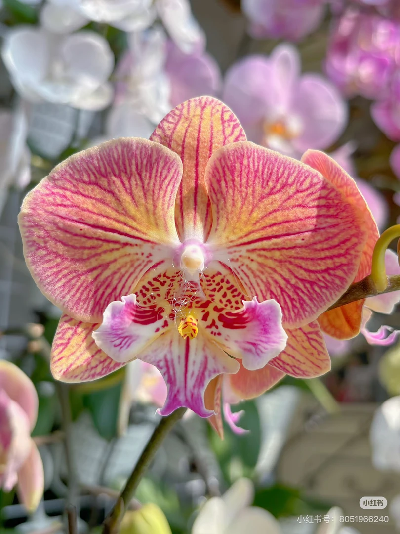 【金缕衣】3.5寸加高杯 纹理大舌头 颜色特别