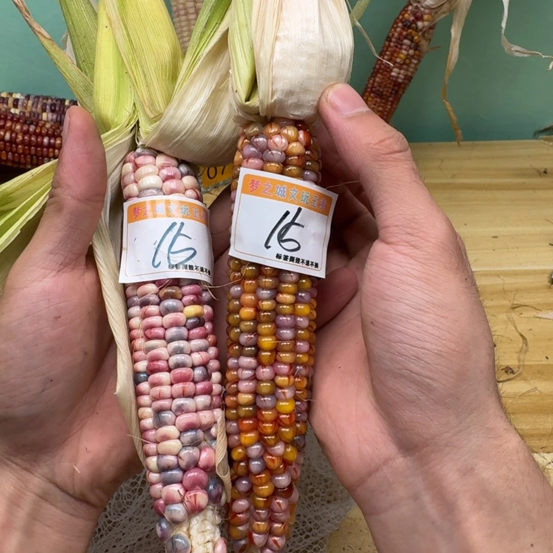 ****长柏香籽/百香籽吊坠