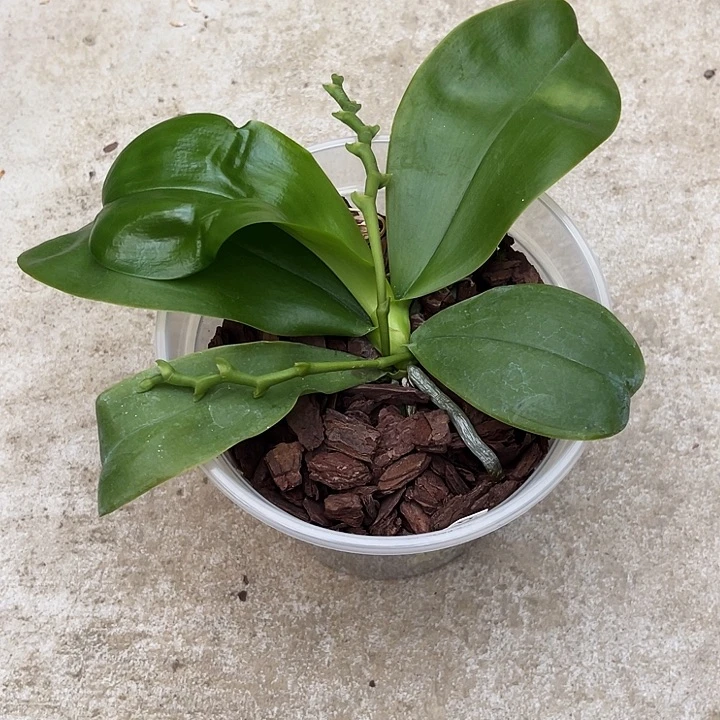 全部花苞蓝月多变异