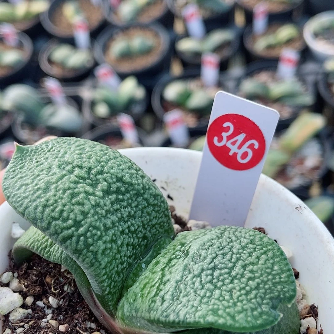 小*子346卧牛实生带盆发货