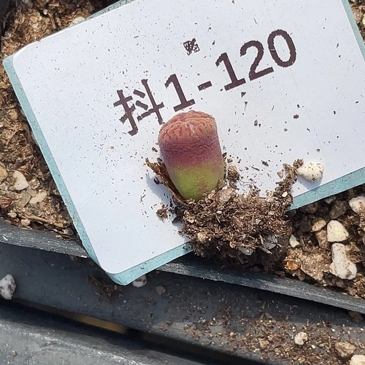 朝***朝1-120肉锥多肉植物