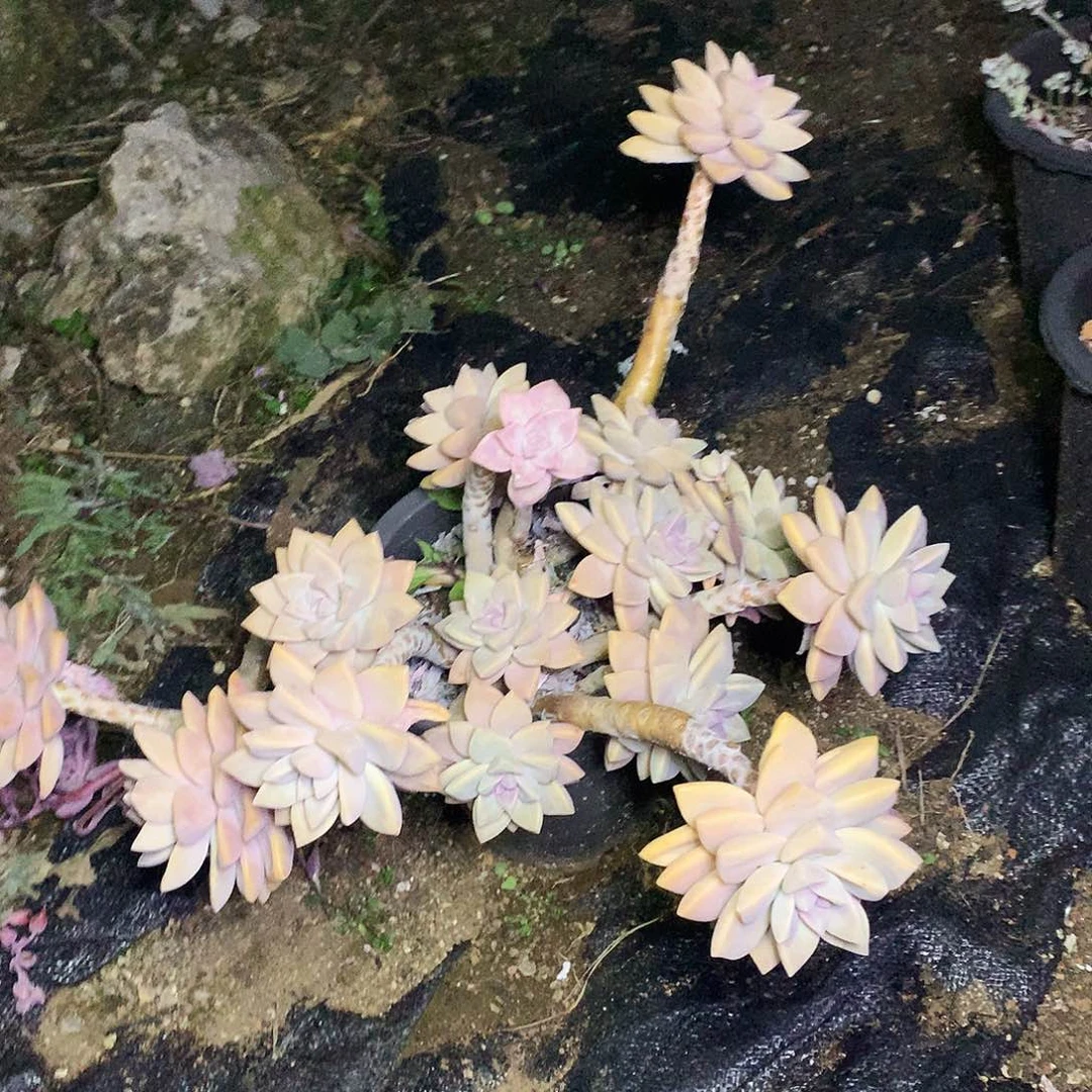 淡雪多肉一物一拍