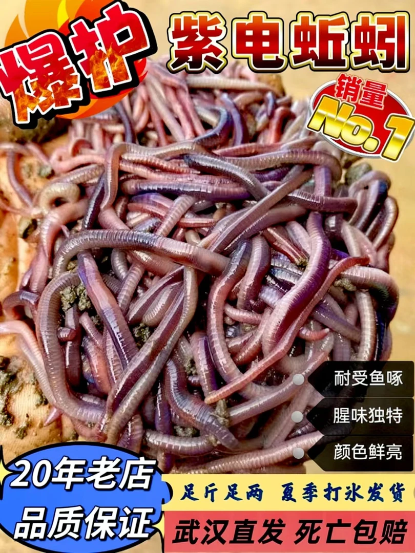 鲜活紫电蚯蚓活饵下黄鳝翘嘴黑坑饵料现挖现发武汉发货