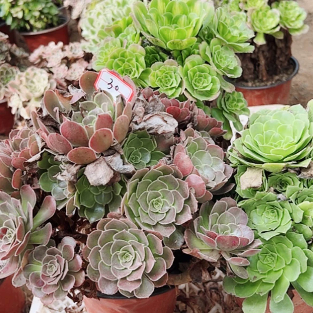 【闪购商品】无花朵焰*30号套餐3颗断枝不包