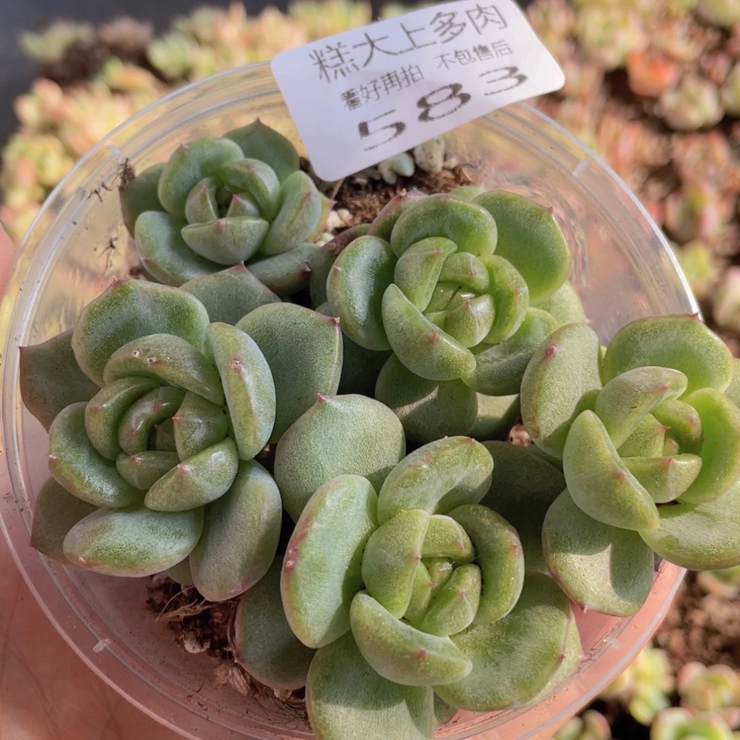 糕大上多肉植物583