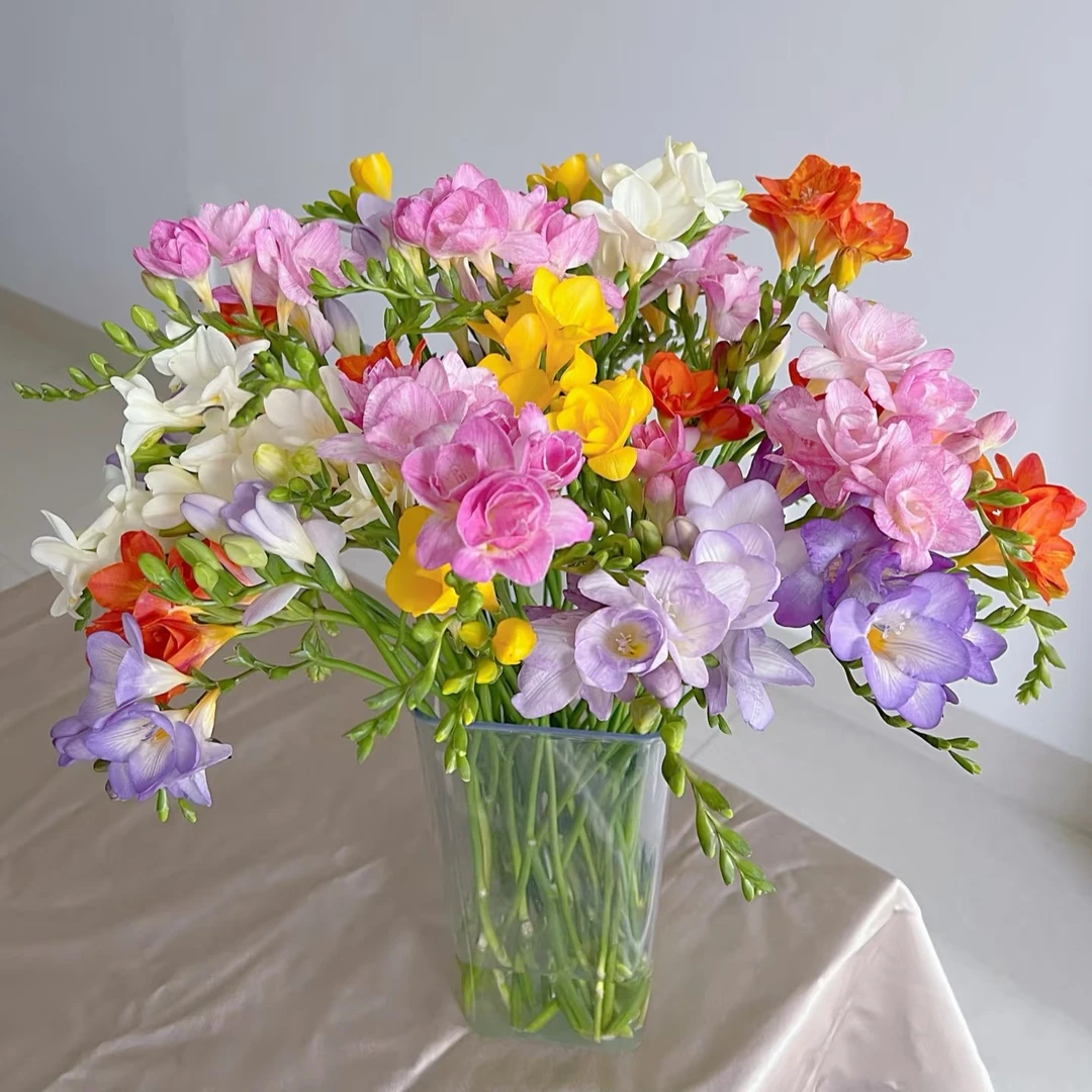 香雪兰鲜切花天然香薰插花云南基地直发应季花材清新香雪兰鲜花